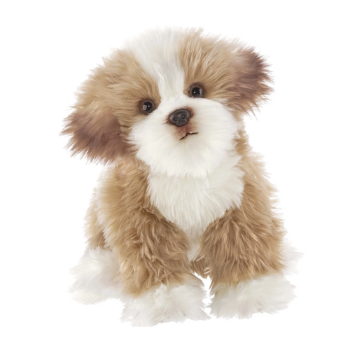 Murphy the Maltipoo