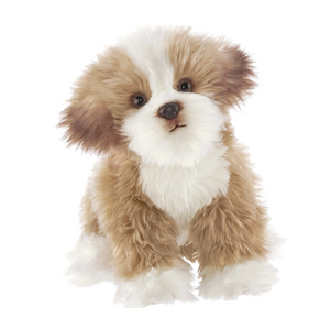 Murphy the Maltipoo
