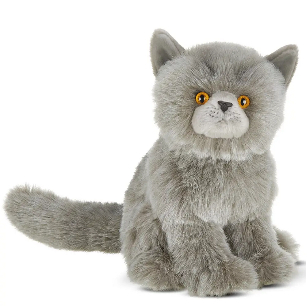 Gordie The Grey Persian Cat